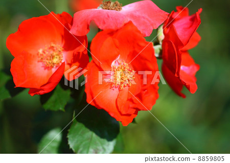 A red rose A red rose 8859805