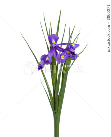 irises on white background 8860071