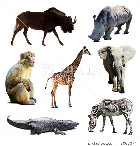 Set of african animals 8860074