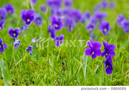 Plant of wild violet 8860089