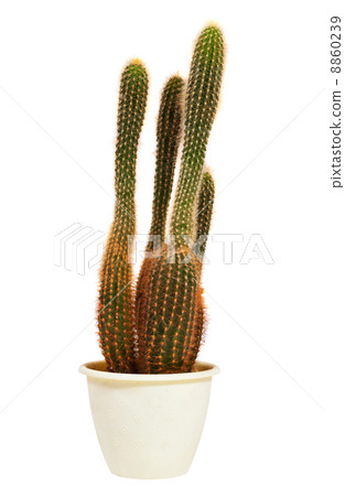 cactus in pot. Isolated on white 8860239