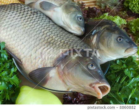 Carp fish close-up Carp fish close-up 8860882