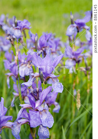 Close-up of iris plant Close-up of iris plant 8861145