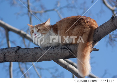 cat on tree cat on tree 8861447