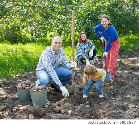 family harvesting potatoes in field 8861657