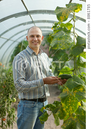 farmer looks cucumbers plant 8861785