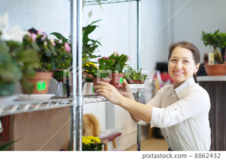 mature woman with Schlumbergera plant mature woman with Schlumbergera plant 8862432