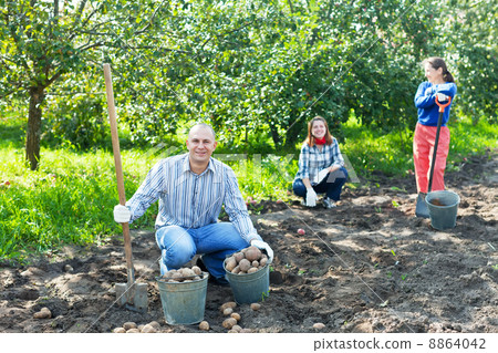 family harvesting potatoes in garden family harvesting potatoes in garden 8864042