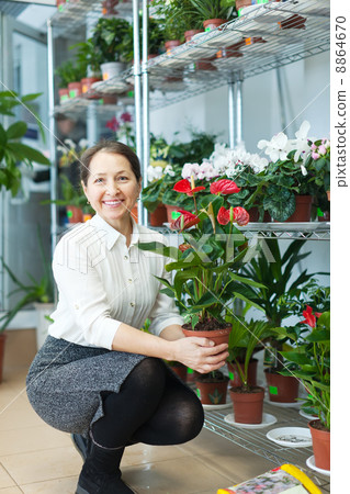 mature woman chooses anthurium 8864670