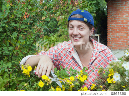 Girl cutting shrubby cinquefoil Girl cutting shrubby cinquefoil 8865860