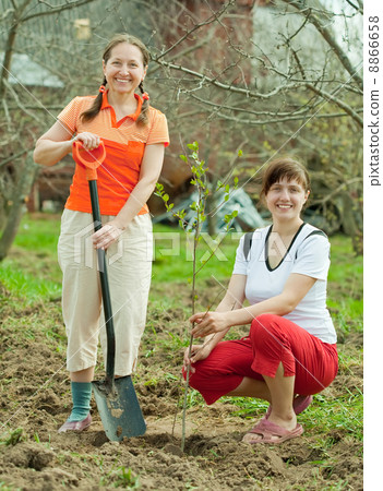 women planting tree at orchard women planting tree at orchard 8866658