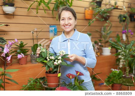 mature woman looks Clerodendrum thomsoniae 8868809