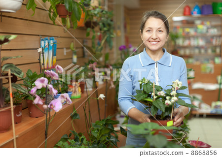 mature woman chooses Clerodendrum plant 8868856