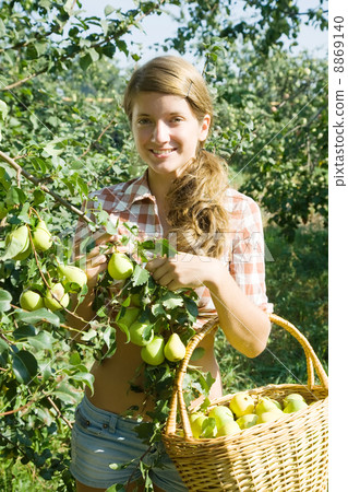girl is picking peares 8869140