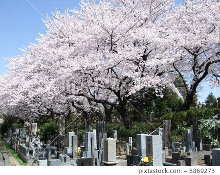 Spring noasei cemetery with cherry blossoms 8869273