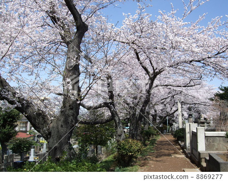 春天noasei公墓與櫻花 8869277