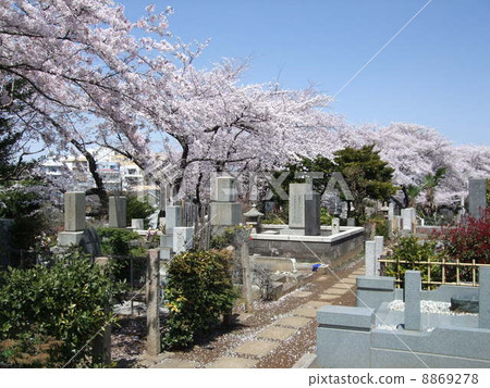 春天noasei公墓與櫻花 春天noasei公墓與櫻花 8869278