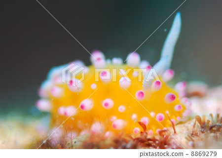 海參 海參 8869279