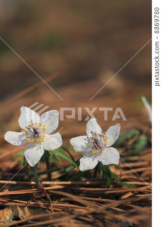 Hanasakubetsu blooming in early spring 8869780