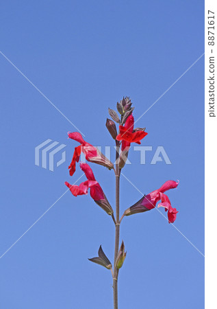 丹參微絲 8871617