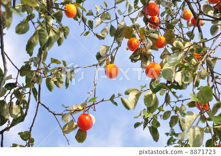 Persimmon nuts Persimmon nuts 8871723