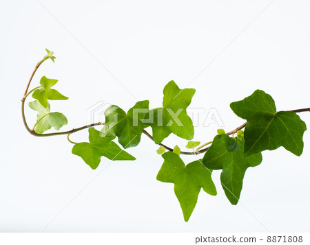 匹茲堡的赫茲拉 8871808