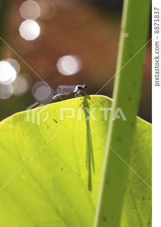 Ittombo Ittombo 8871837