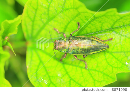 White-tailed beetle White-tailed beetle 8871998