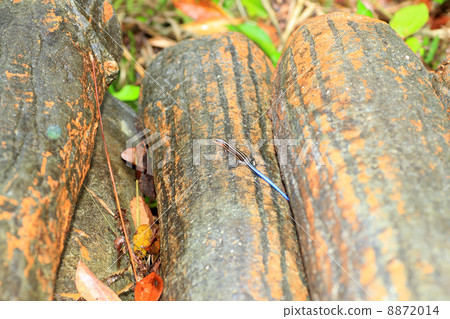 Ishigaki lizard 8872014