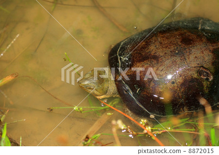 Yaeyama turtle 8872015