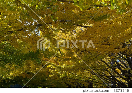 Ginkgo Dome 8875346