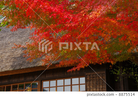 有屋頂屋頂和秋葉的一個老私有房子 8875514