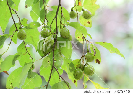 Fruit of Abra Chan 8875740