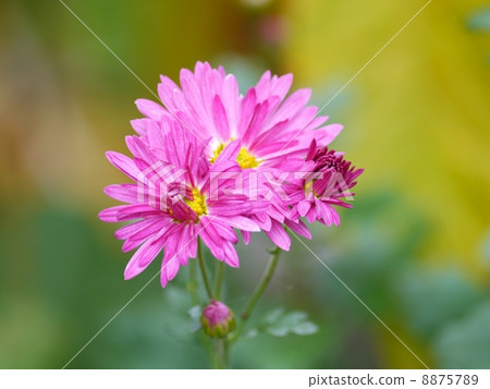 菊花 菊花 8875789