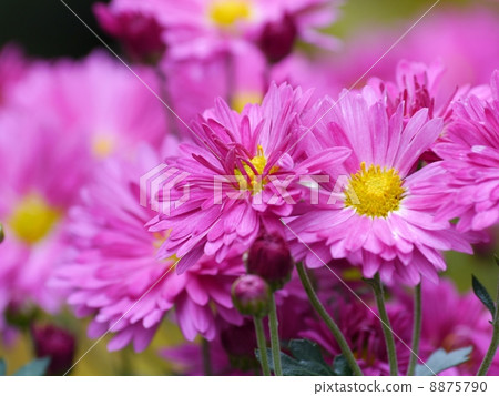 Chrysanthemum Chrysanthemum 8875790