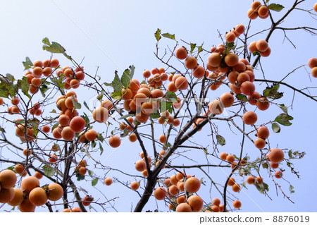 Persimmon tree 8876019