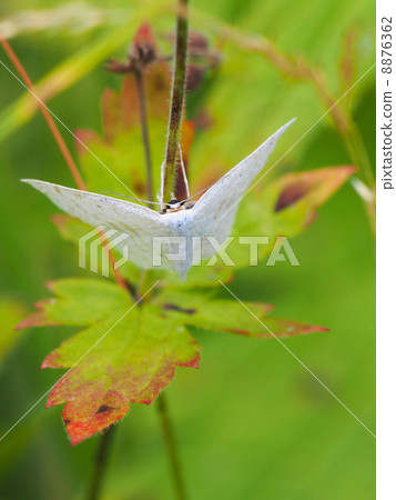 butterfly on a plant 8876362