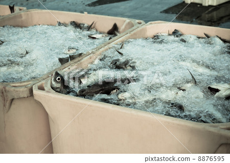 Catch of the day - Fresh Fish in Shipping Container Catch of the day - Fresh Fish in Shipping Container 8876595