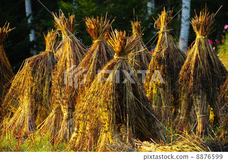 秋節 秋節 8876599