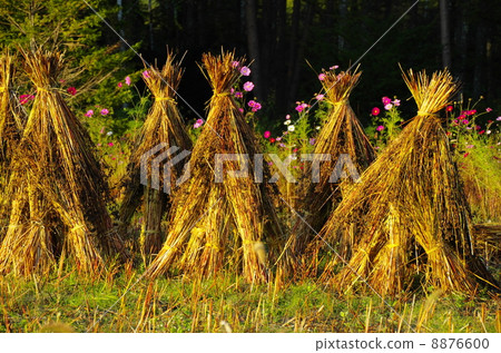 Autumn Festival Autumn Festival 8876600