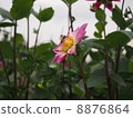 Bee and Dahlia 8876864