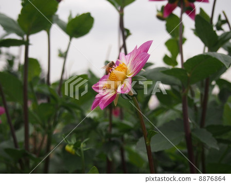 Bee and Dahlia 8876864