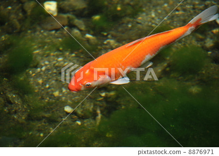 鯉魚 8876971