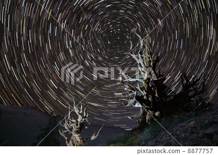 The trajectory of the star and the world's oldest pine tree 8877757