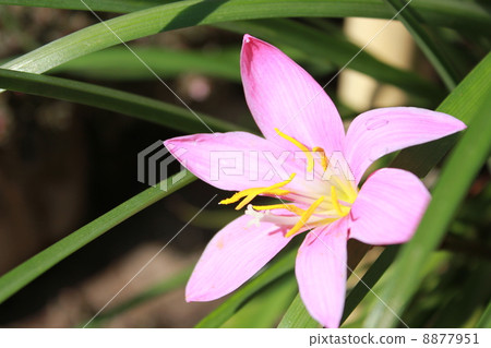 粉紅球除臭劑 粉紅球除臭劑 8877951