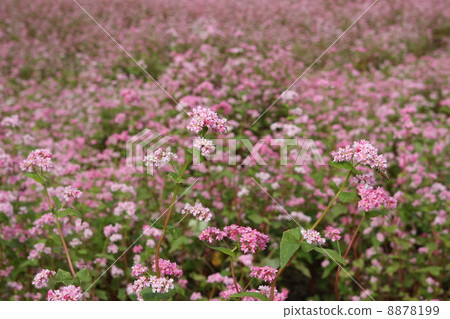 Red soba field 8878199