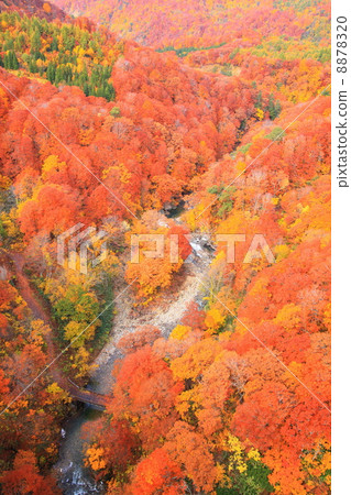 Shiogakura谷的秋葉 Shiogakura谷的秋葉 8878320