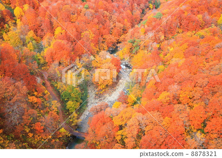 Shiogakura谷的秋葉 8878321