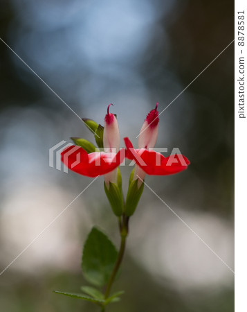 Cherry sage's hot lip 8878581