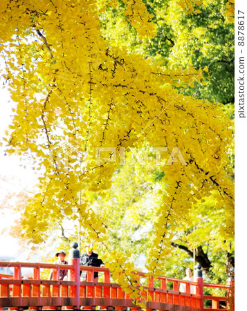 銀杏樹和觀察橋 8878617